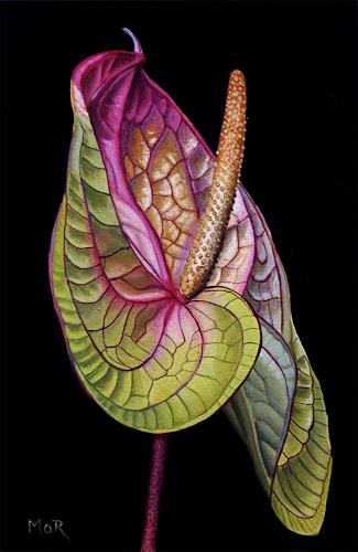 Dietrich Moravec, Anthurium, Plants: Flowers, Decorative Art, Realism