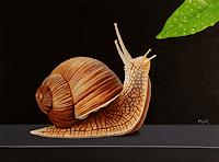 Dietrich-Moravec-Animals-Land-Still-life-Modern-Age-Photo-Realism
